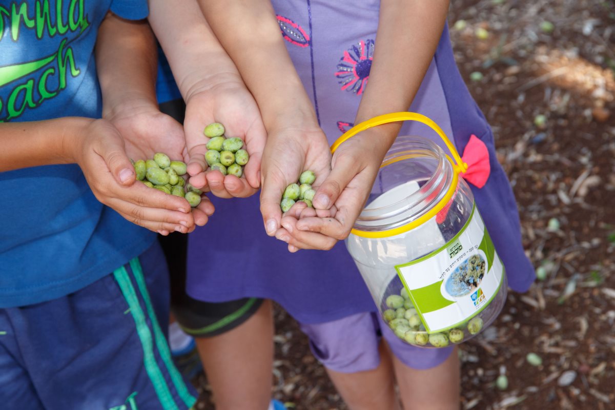  מסיק זיתים ביער | צילום: סוכנות ג&#39;יני וארכיון הצילומים של קק&quot;ל