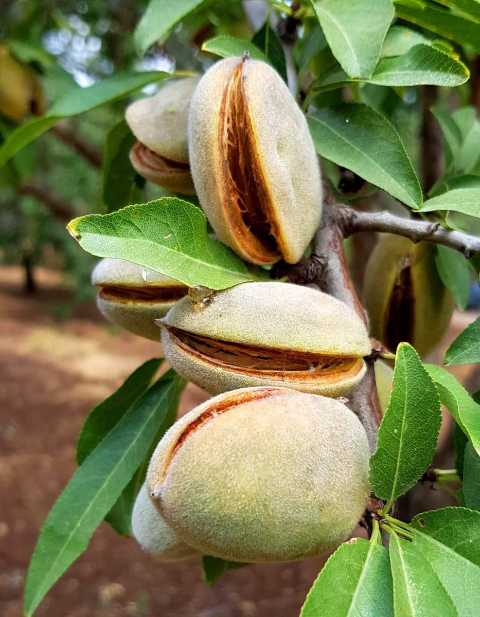 שקדים לפני קטיף צילום עמוס לביא פיתוח הגליל