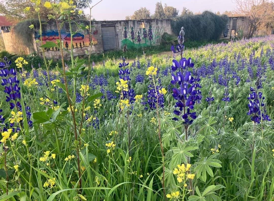 אניטה שוורדון טרגר