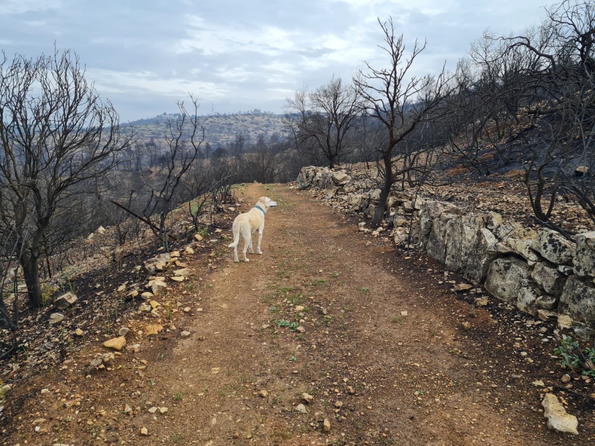 שרונה קראוס