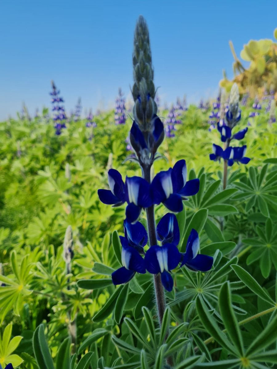 שרונה קראוס