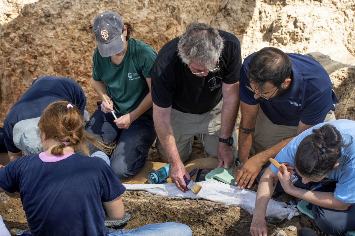 שן הפיל שנחשפה ברבדים. צילום מרי ברזילי רשות העתיקת