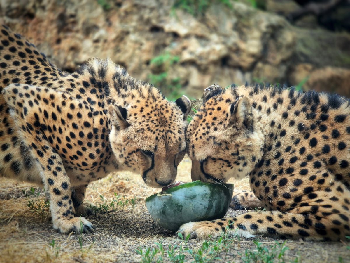 קיץ בגן החיות התנכי צילום שלומי חזאם