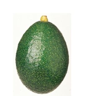 אבוקדו ריד. מועצת הצמחים