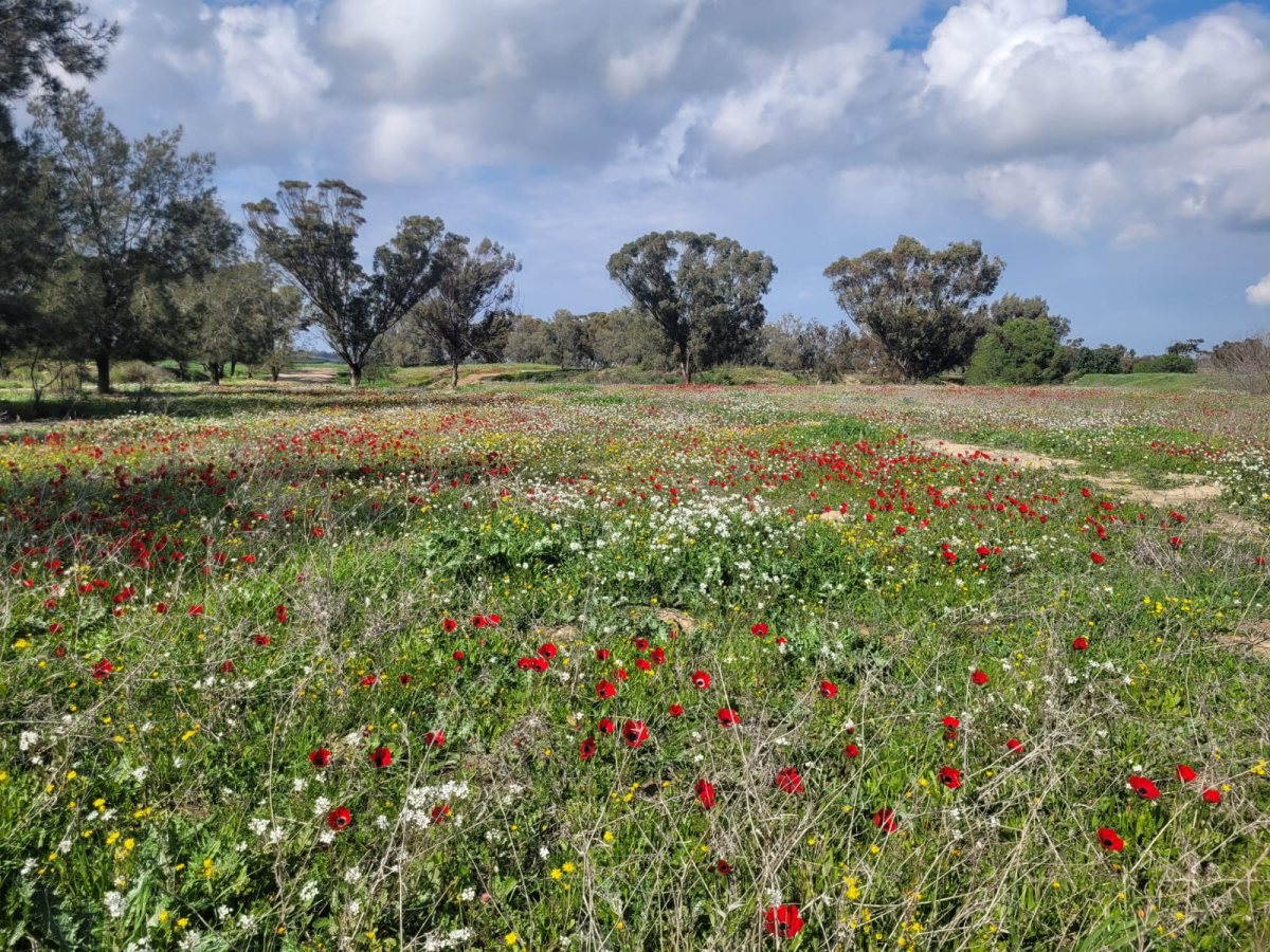 גל ביסמוט רשות הטבע והגנים