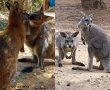 מחווה מרגשת: השמות שנבחרו לגורי החיות שנולדו בספארי 
