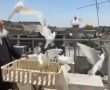 מניהול גנים לטייקון נדל"ן: כמה הרוויח גולדקנופף בשנה האחרונה רק משכירות?   